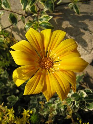 �����˥�