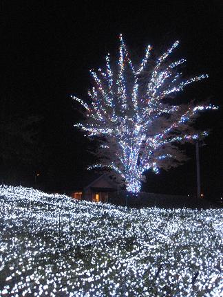 �ۥ磻�ȥ���ߥ͡������