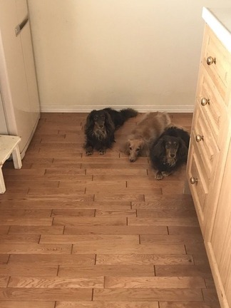 ダックスフンド