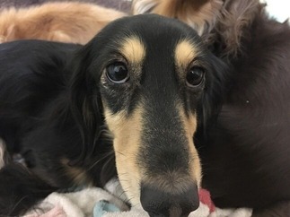 ¥À¥Ã¥¯¥¹¥Õ¥ó¥È