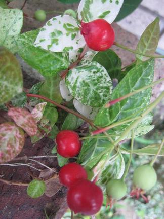 ���塼��٥꡼�μ�