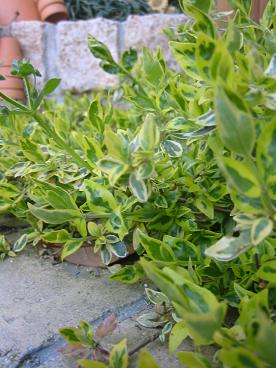 ���٥ꥢ�ۡ��ץ쥤��