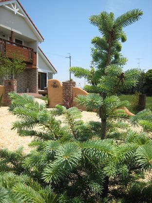 �ץ󥲥󥹥ȥ���