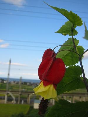 �����ꥢ�����