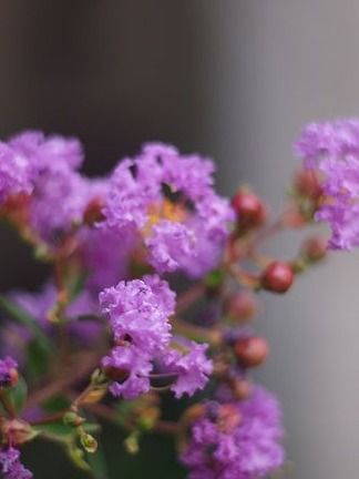 ���륹�٥�