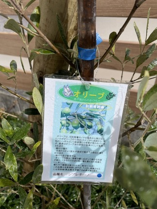 オリーブ