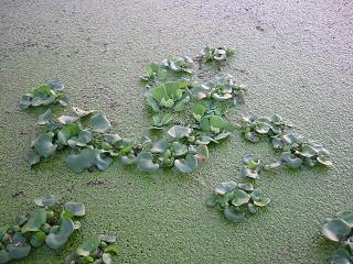 �ۤƤ�������