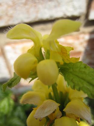 ��ߥ��ࡦ���쥪�֥ɥ���β�