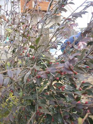 �ҥ᥵����