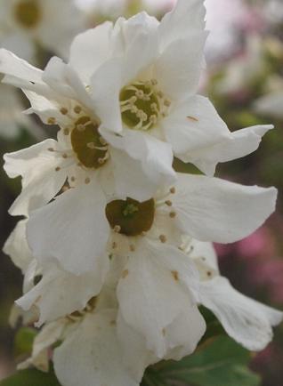 �ꥭ�奦�Х�