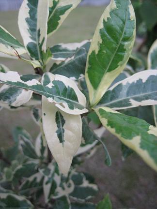 �ե��ꥯ���ʥ�