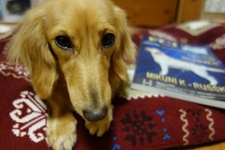 愛犬モコ