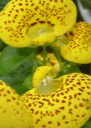 ����Ȥ�����ꡦ�����饲