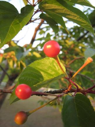 �ݤ��֤���