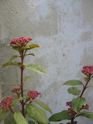 �ȥ��塞�ޥ��ߥƥ��̥�