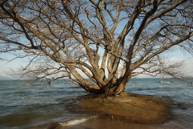 琵琶湖に生える大きな樹木 ガーデニング工房 風我里 滋賀から発信