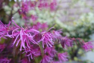 �Ȳ֥ȥ���ޥ󥵥�