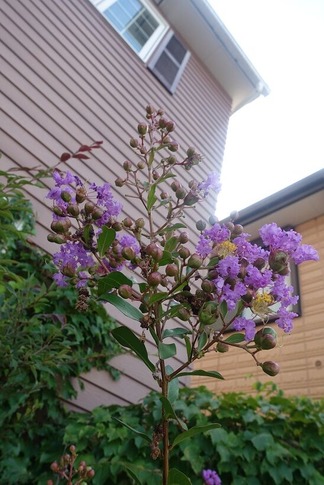 ���ޡ������ޡ�