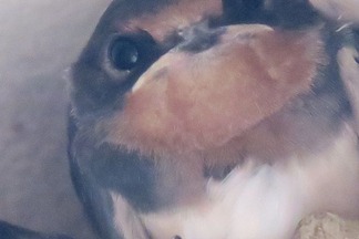 ��