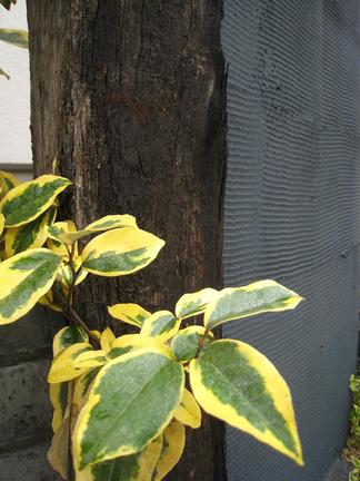 �ʥ亮�����ߥ���ɥ��å�