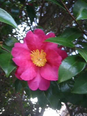 �����󥫤β�