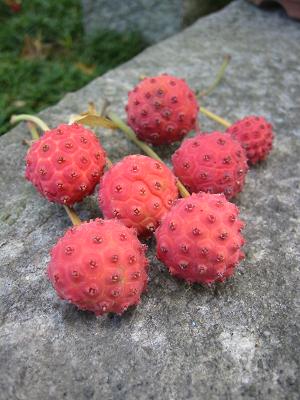 �¤٤Ƥߤޤ�����