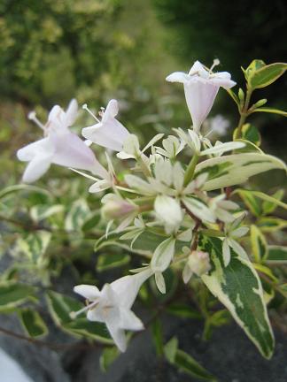 ���٥ꥢ�ۡ��ץ쥤��