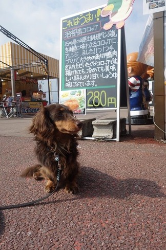 ��Φ��ư��ƻ