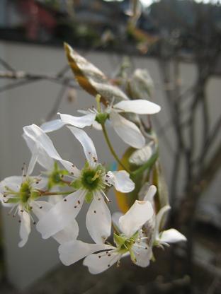 ���塼��٥꡼