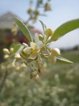 �������󥪥꡼��