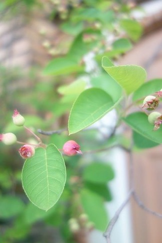 ���塼��٥꡼