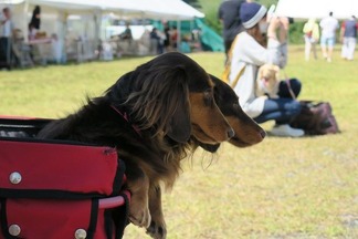 �ɥå����硼����