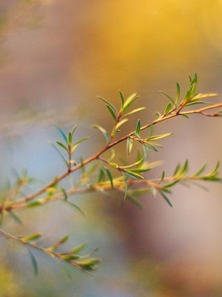 �����奦�Х�