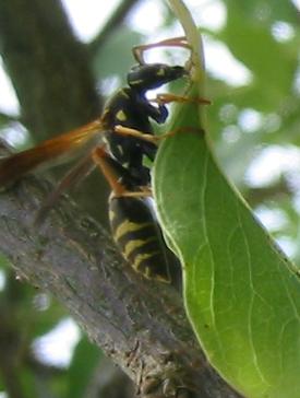 �ϥ�����