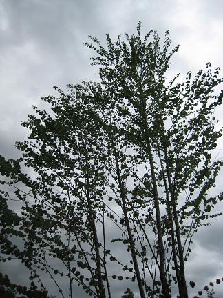 ���ĥ����