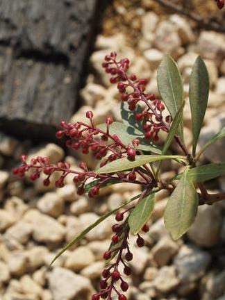 ��奦���奦������