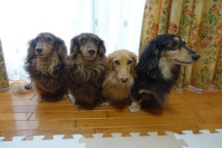 ���å����ե��4ɤ