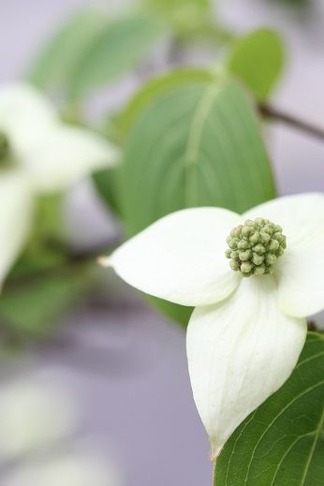 ����ԥ�����