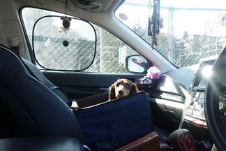 ��α����