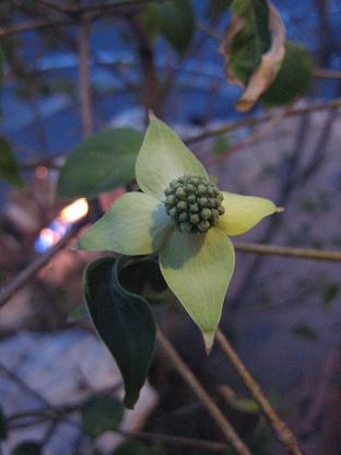 ����ԥ������β�