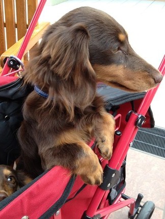 ¥ï¥ó¥ï¥ó¥«¡¼¥È