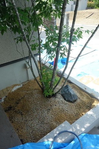 アオダモ株立ち