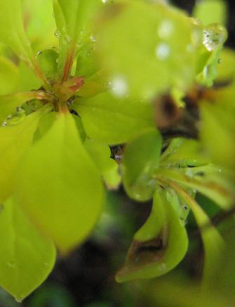 �᥮�����쥢