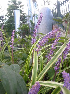 �ե����֥��