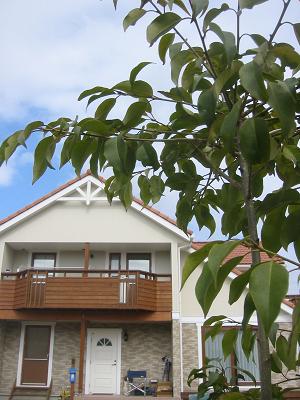 ���襴�γ�Ω��