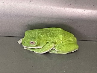 ���ޥ�����