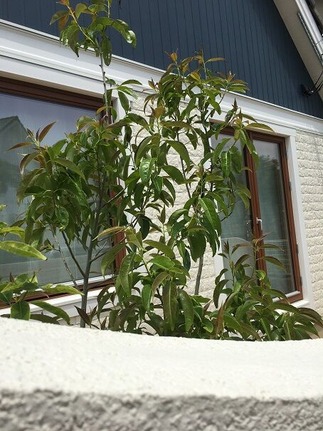 ���ڿ���