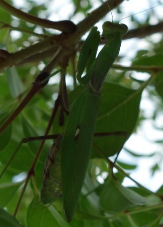 カマキリ
