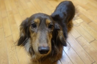 ¥À¥Ã¥¯¥¹¥Õ¥ó¥È