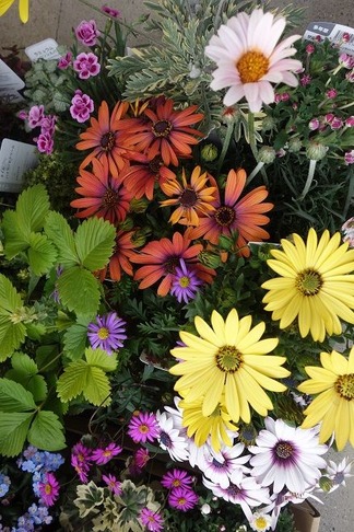 オステオスペルマム